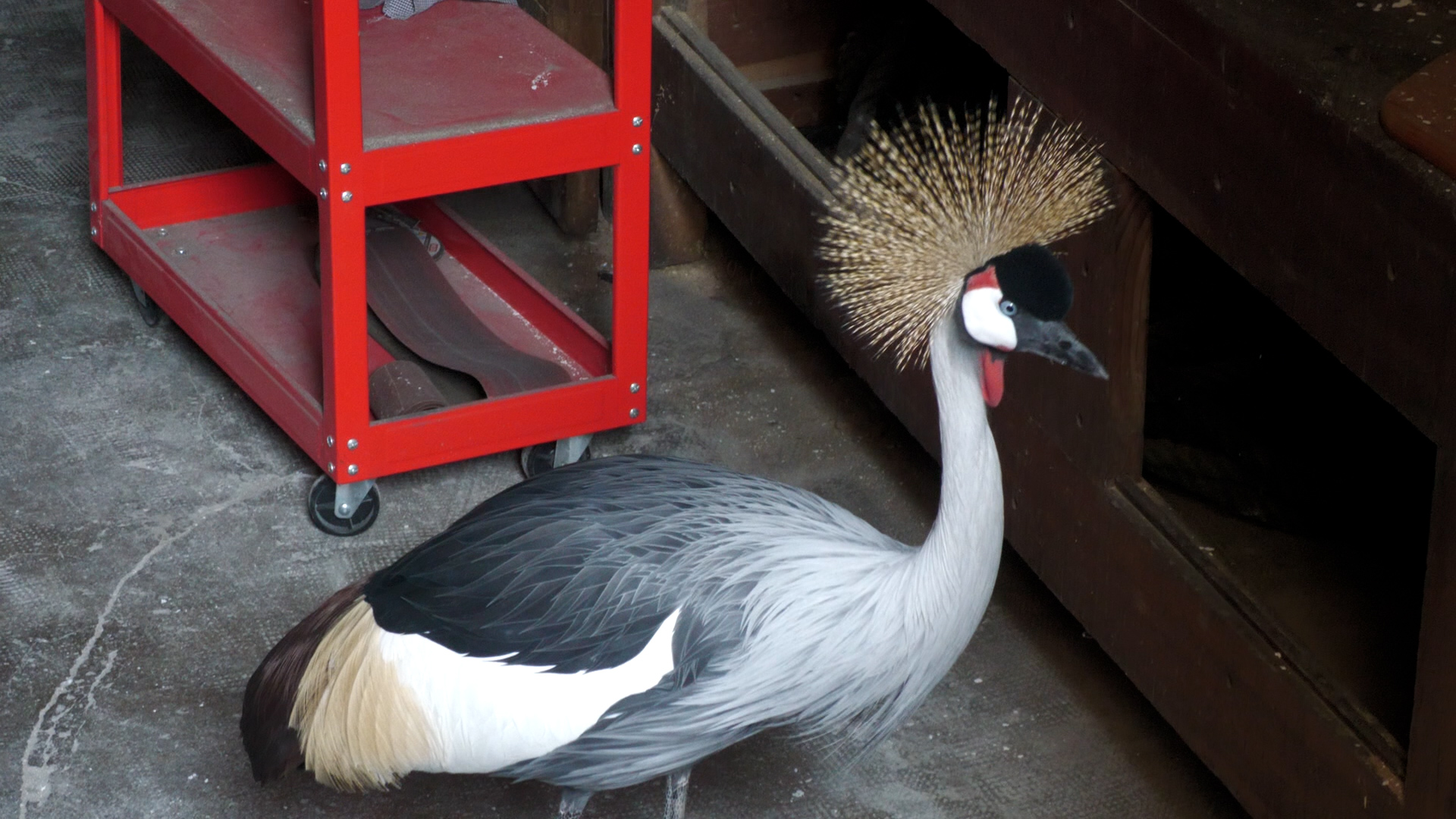 Una gru coronata africana è planata sul lago