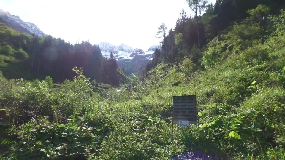 Le trappole per incastrare il bostrico