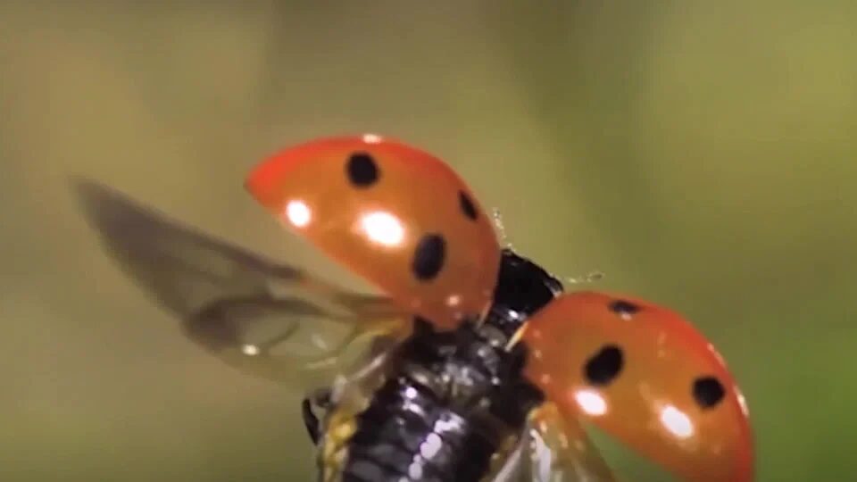 Insetti impollinatori a rischio: l’intervento dei ragazzi dellle scuole