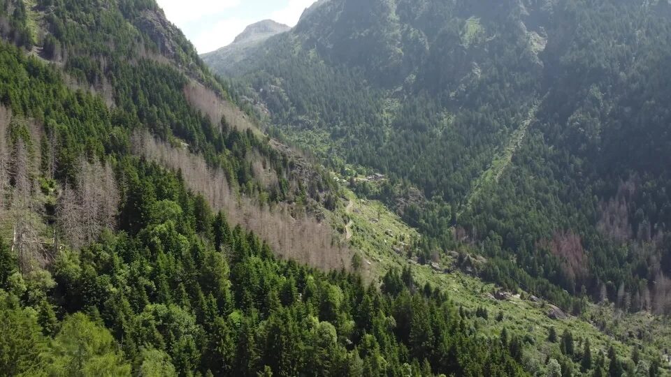“Shanty Maè”, a Saviore una luce nel bosco