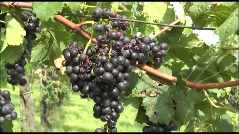 Vendemmia 2025: aspettative molto positive