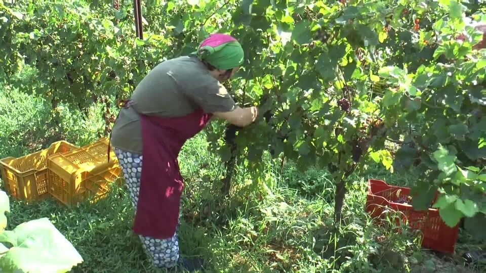 Franciacorta, annata promettente per la vendemmia