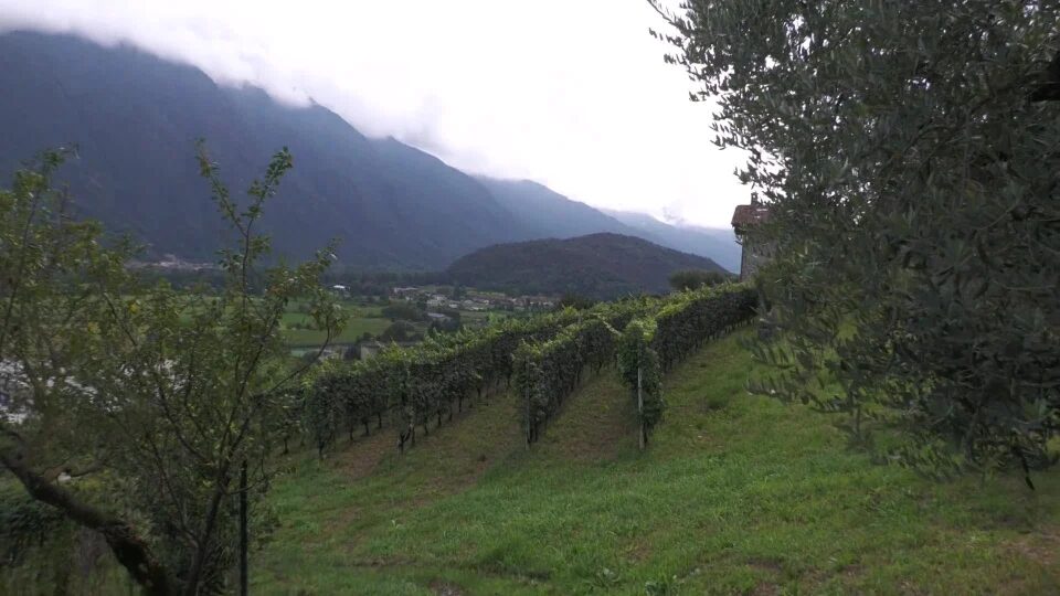 Vendemmia in Valle Camonica, ottima annata