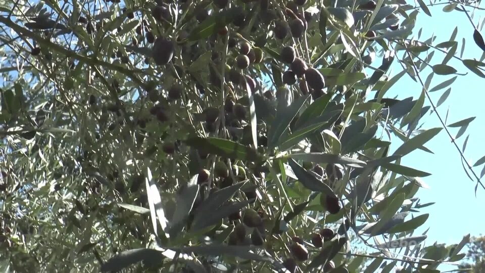 Olio Sebino: poche olive, ma resa alta