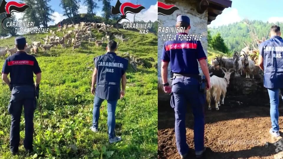 Carabinieri forestali: sanzioni decuplicate nel 2025; multa record a Zone