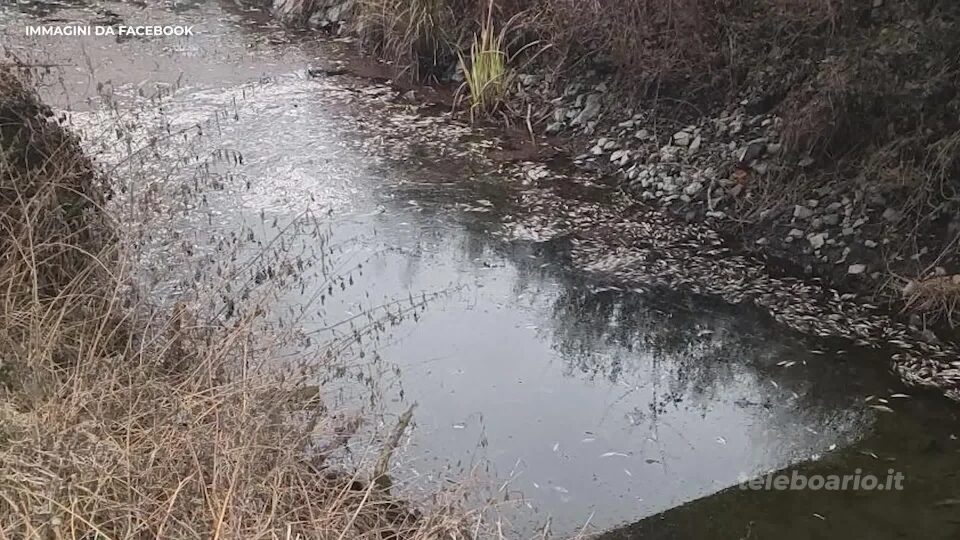 Endine, moria di pesci nel torrente Oneto