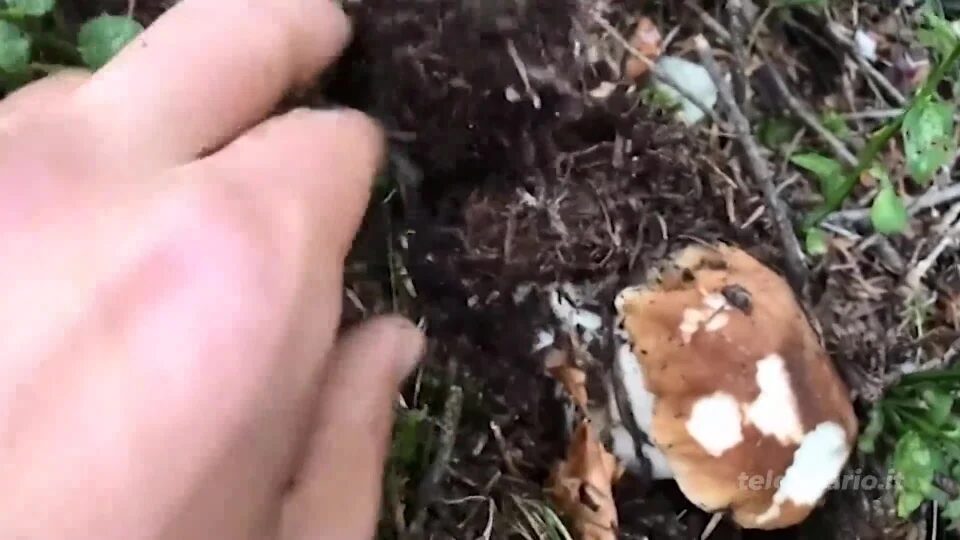 Il “valore” dei funghi camuni: consorzi e comuni incassano quasi 30 mila euro