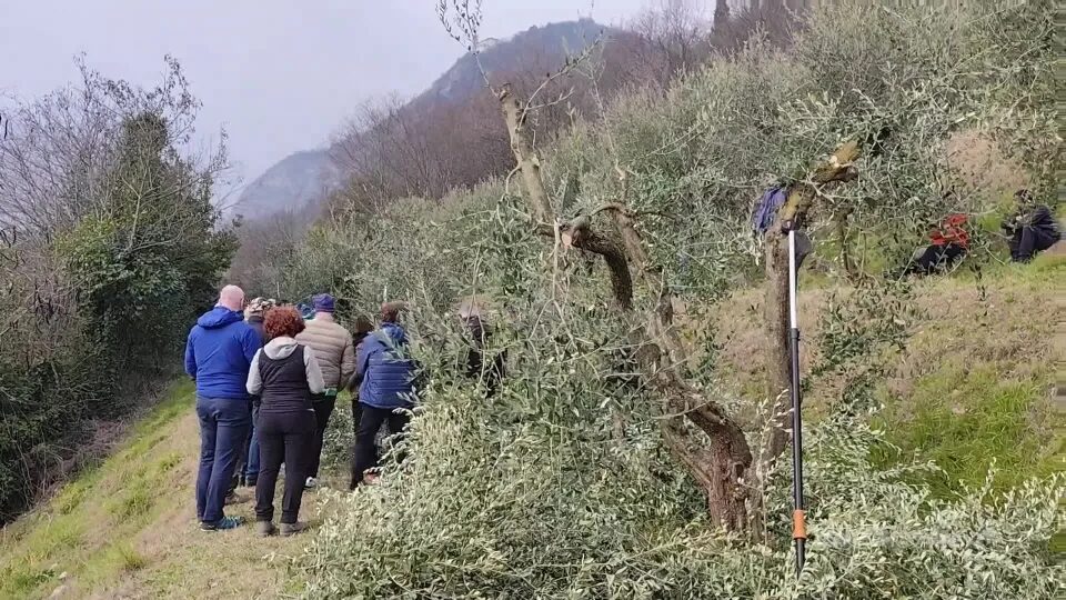 Sebino, un corso per potare gli ulivi