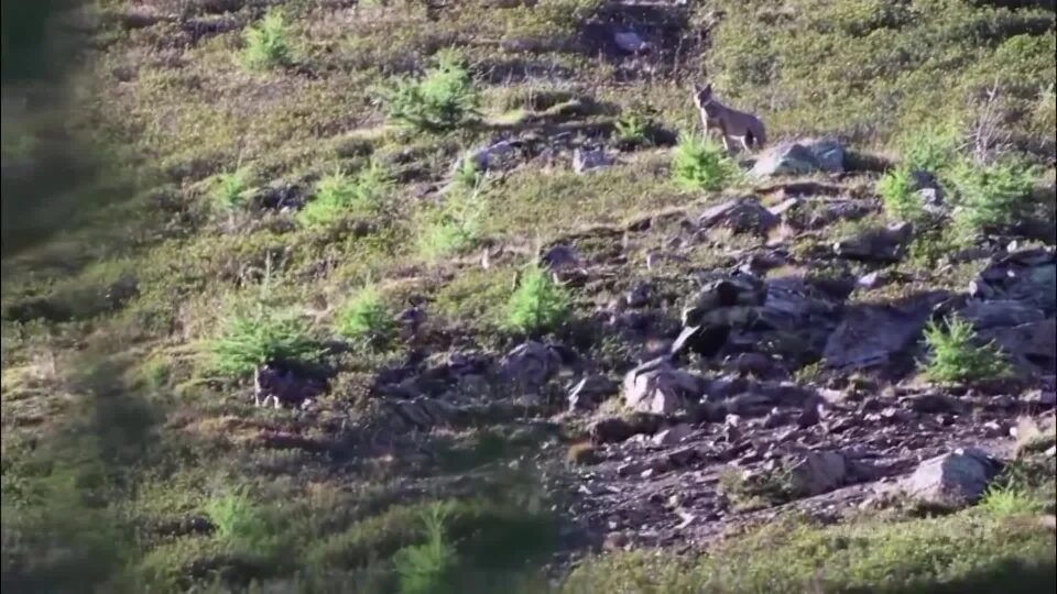Alta valle: i cacciatori chiedono un monitoraggio continuo del lupo