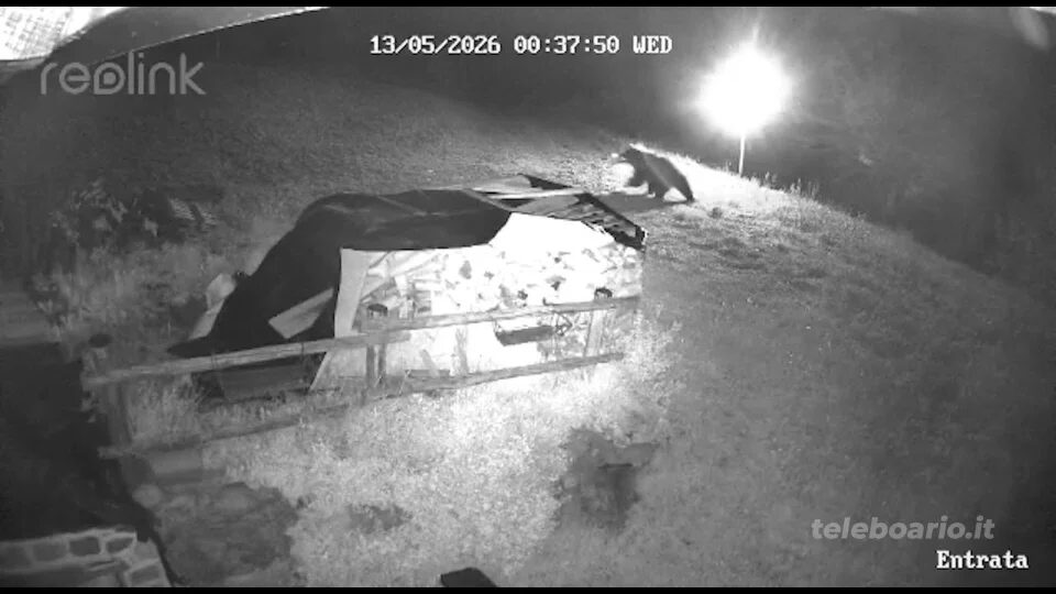 Cimbergo, un orso in giardino in Barnèl