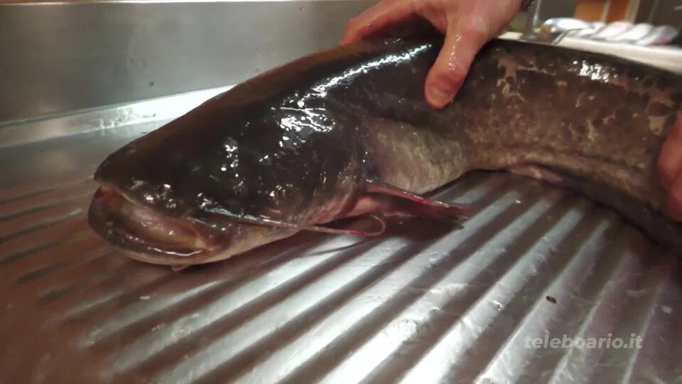 Pesce Siluro, il PD chiede chiarezza