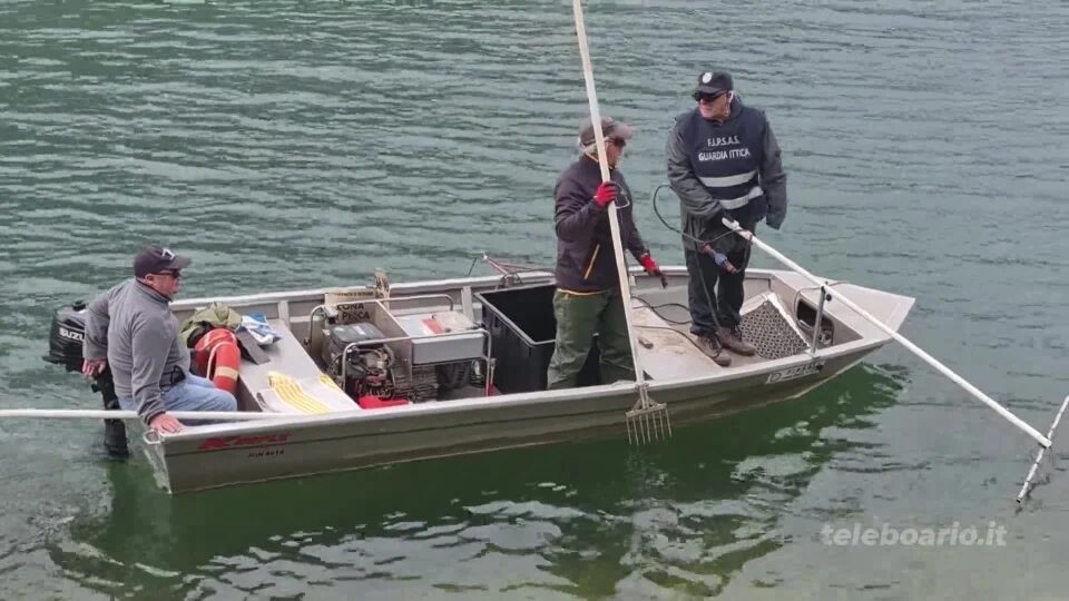 Pesce siluro, oltre 1200 esemplari catturati in tre anni nel Sebino