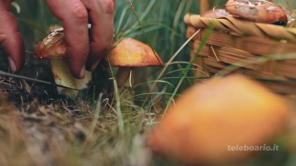 Funghi: in valle Camonica il permesso giornaliero costa 10 euro