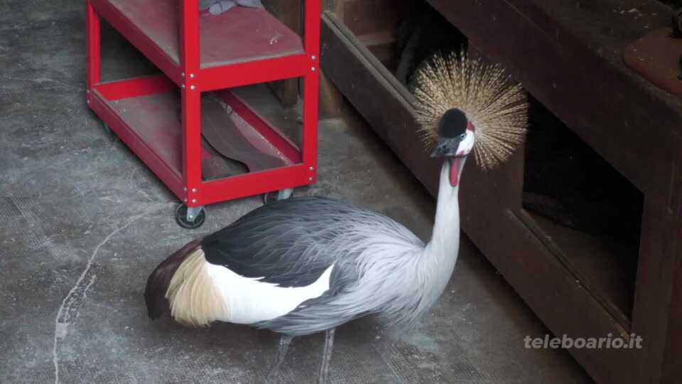 Una gru coronata africana è planata sul lago