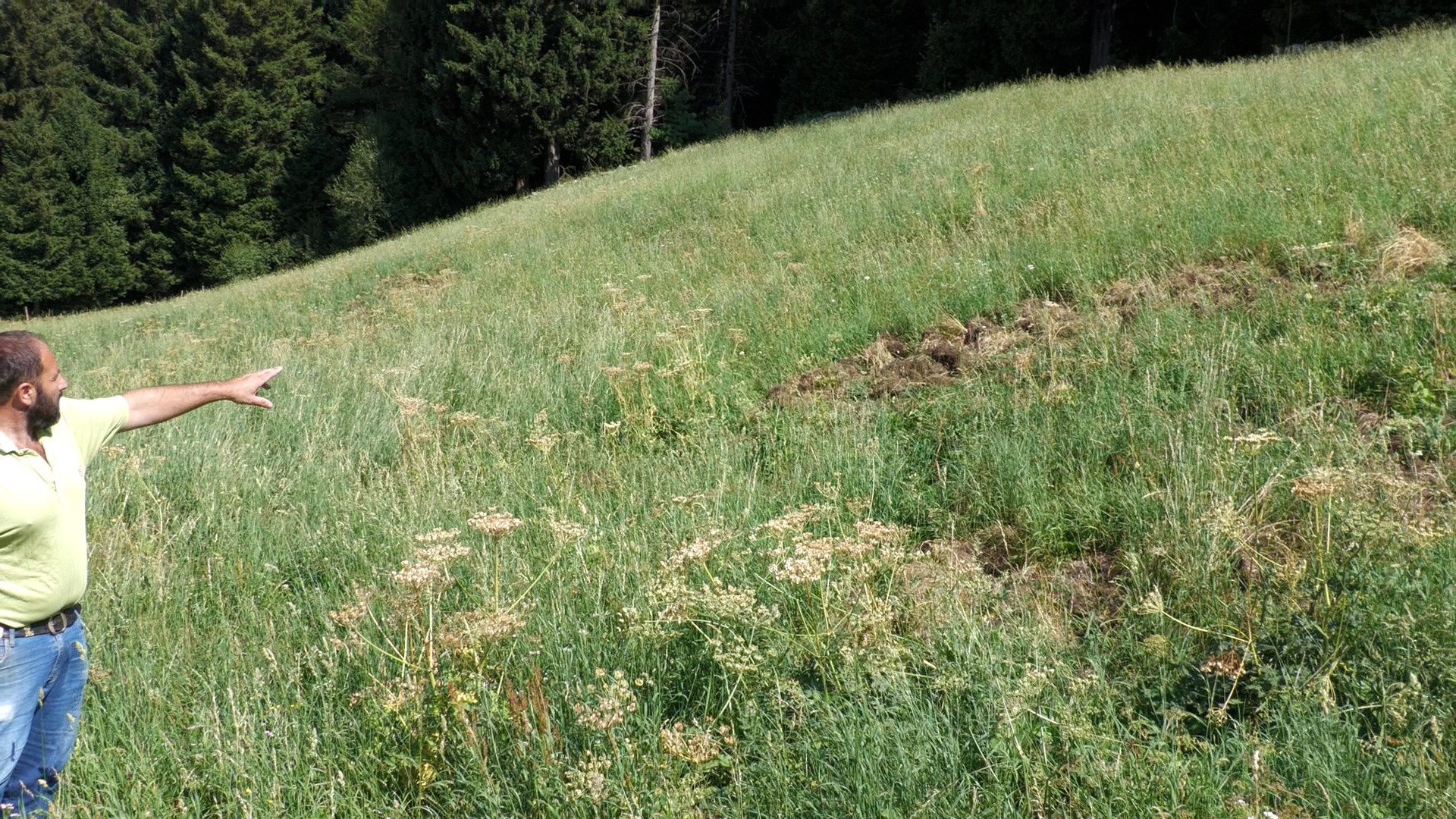 Cinghiali, continuano i disagi: la maggior parte degli abbattimenti in valle Camonica