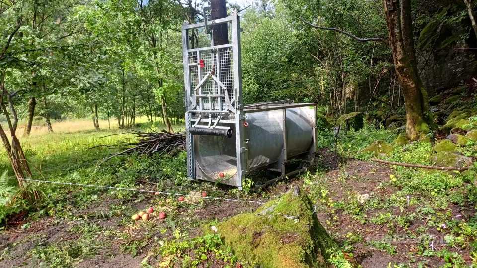 Trappola a tubo per l’orso in val Saviore, “ma non sarà catturato”