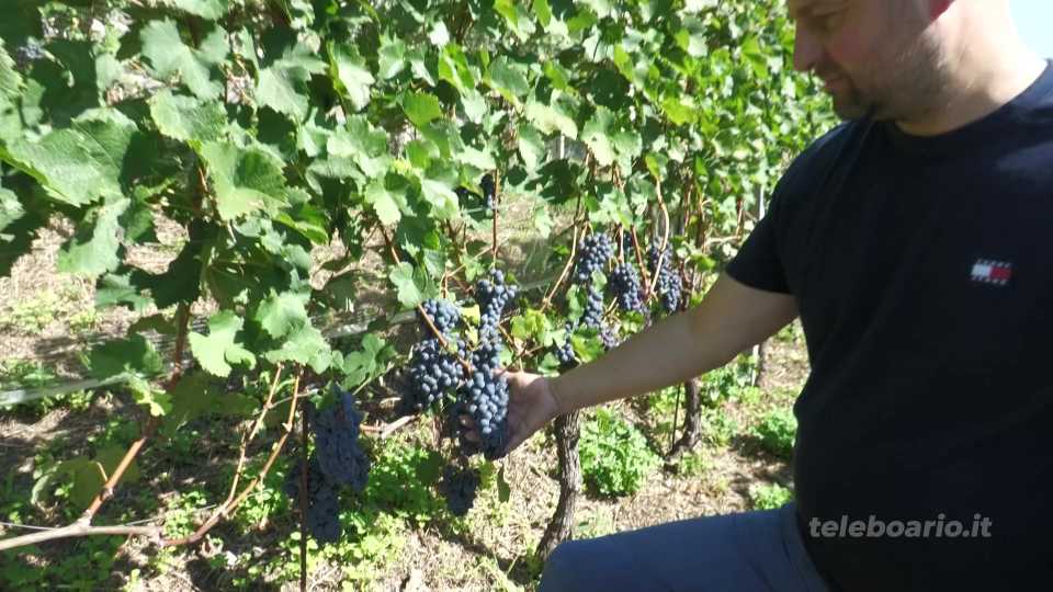 Vendemmia in anticipo, il gran caldo regala uve di qualità