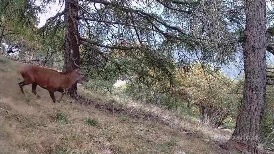 Il bramito dei cervi attira centinaia di visitatori