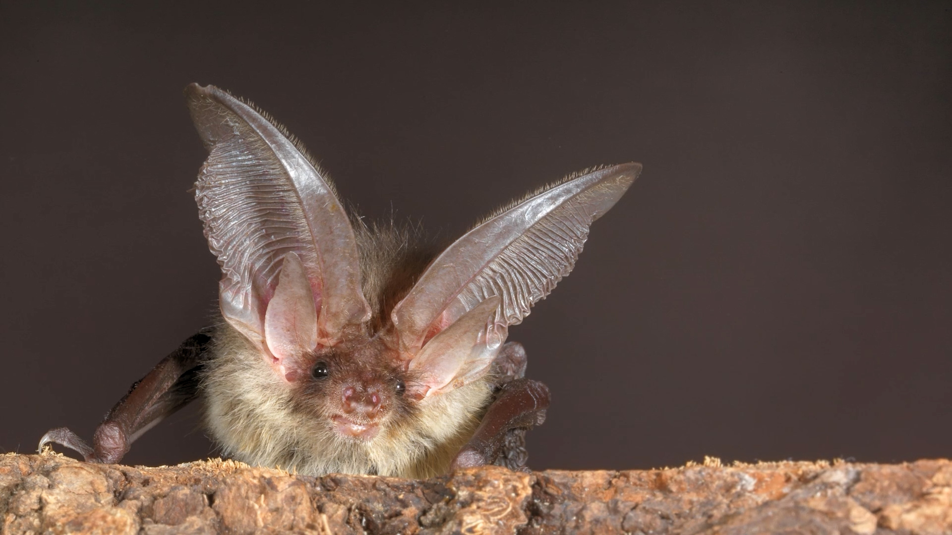 Riscaldamento globale: i pipistrelli arrivano sul ghiacciaio dell’Adamello