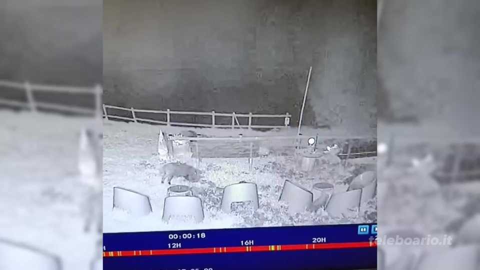 Allarme cinghiali in paese. Tavolo urgente con la Polizia provinciale