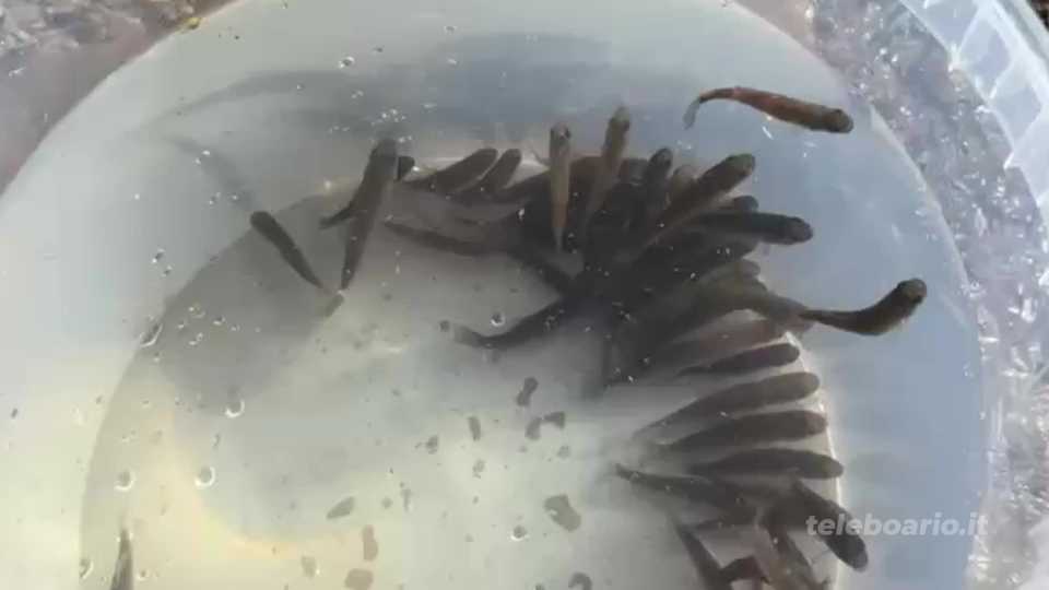 Lago di Endine: immessi migliaia di avannotti di anguilla e tinca