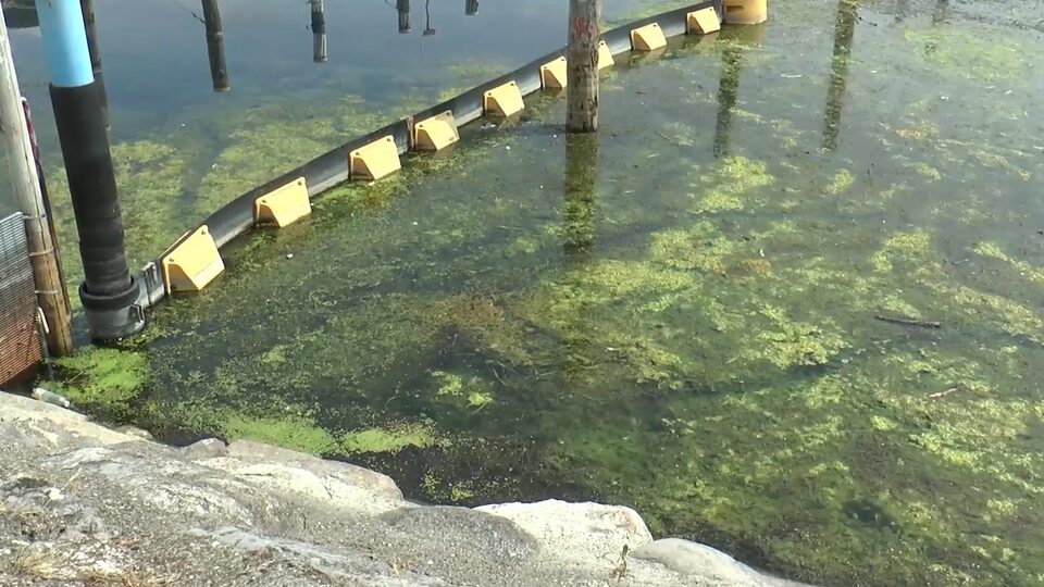 Basso Sebino, 1800 tonnellate di alghe recuperate in tre mesi